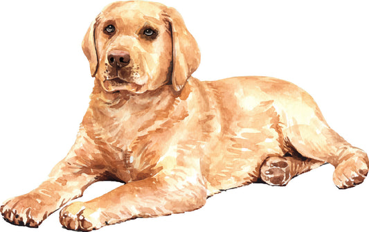 Drawn Labrador Retriever Watercolor Dog Ready To Press DTF Transfer